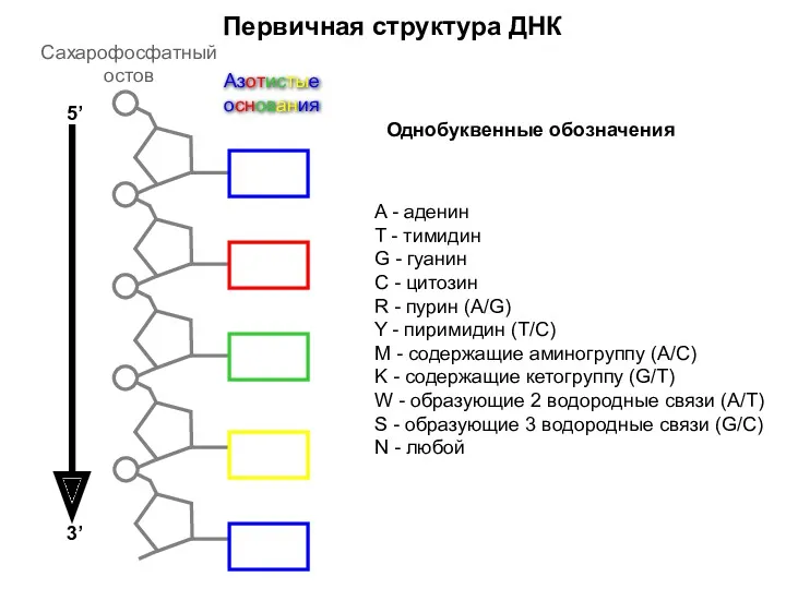 Первичная структура ДНК Сахарофосфатный остов Азотистые основания 5’ 3’ A - аденин T