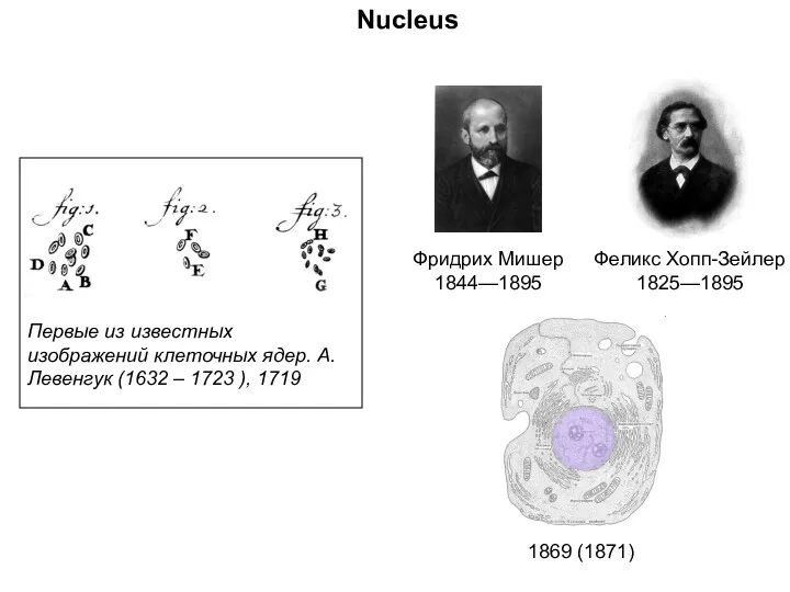 Фридрих Мишер 1844—1895 Первые из известных изображений клеточных ядер. А.Левенгук (1632 – 1723