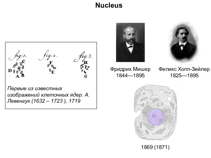Фридрих Мишер 1844—1895 Первые из известных изображений клеточных ядер. А.Левенгук