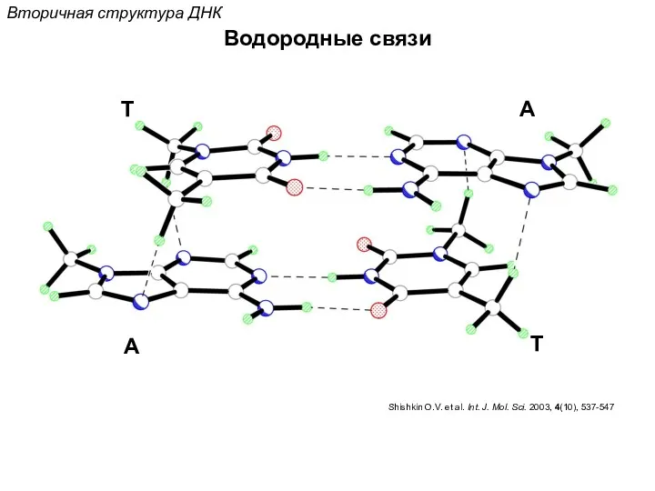 Водородные связи Вторичная структура ДНК Shishkin O.V. et al. Int. J. Mol. Sci.