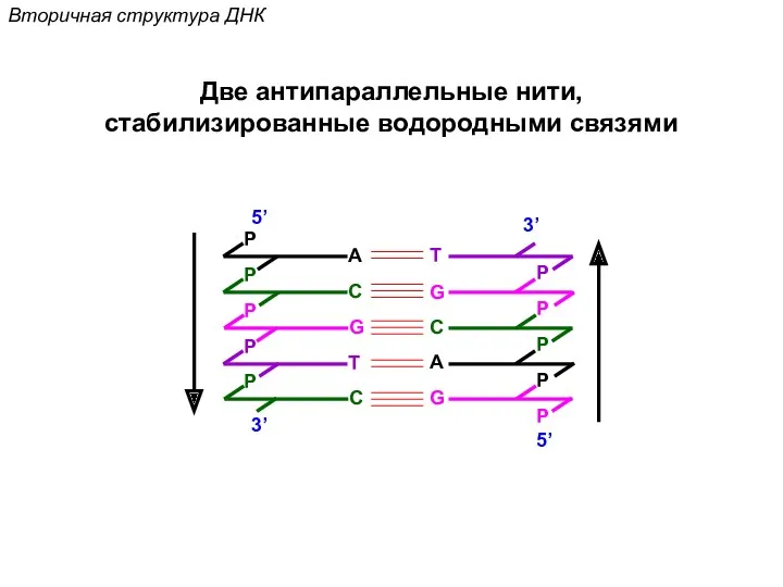 Вторичная структура ДНК P G 5’ P P A C P C P