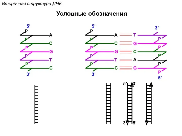 5’ 5’ 3’ 3’ Вторичная структура ДНК Условные обозначения