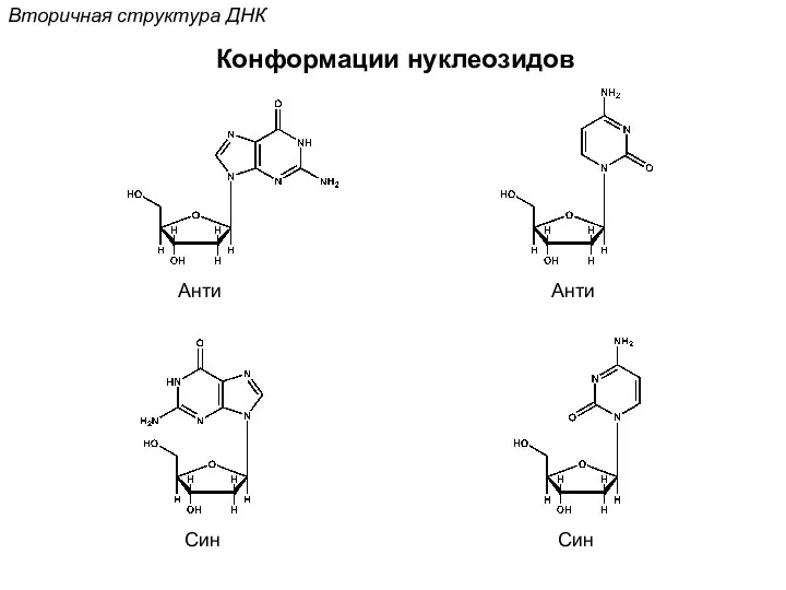 Вторичная структура ДНК Конформации нуклеозидов Анти Син Син Анти