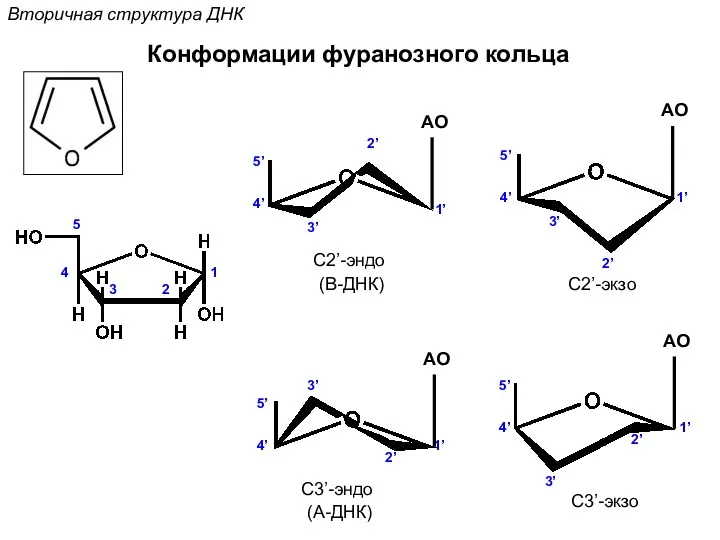 Вторичная структура ДНК Конформации фуранозного кольца 1 2 3 4 5 1’ 2’