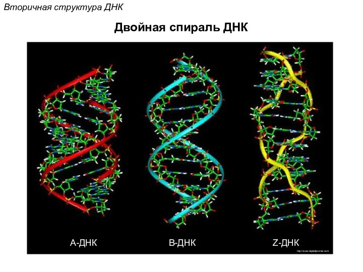 Вторичная структура ДНК Двойная спираль ДНК http://www.digitaljournal.com
