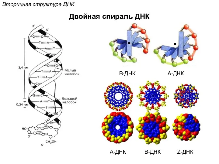 Двойная спираль ДНК Вторичная структура ДНК B-ДНК A-ДНК B-ДНК A-ДНК Z-ДНК