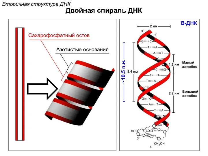 B-ДНК ~10.5 п.н. Сахарофосфатный остов Азотистые основания Двойная спираль ДНК Вторичная структура ДНК