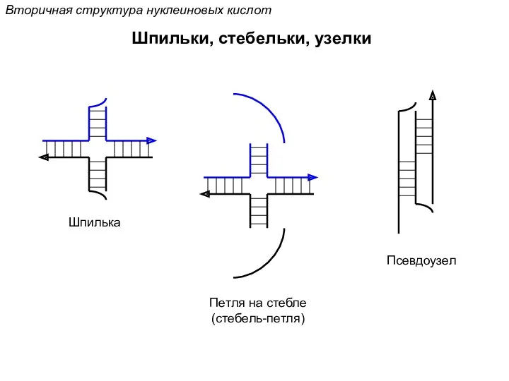 Вторичная структура нуклеиновых кислот Шпильки, стебельки, узелки Шпилька Петля на стебле (стебель-петля) Псевдоузел