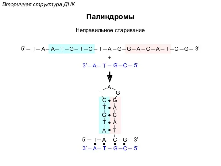 Вторичная структура ДНК Палиндромы Неправильное спаривание +