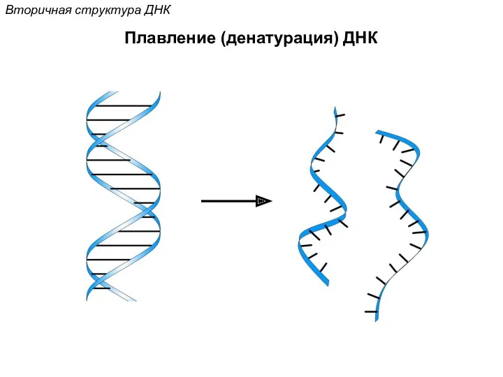 Плавление (денатурация) ДНК Вторичная структура ДНК