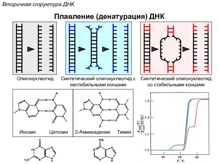 Вторичная структура ДНК Плавление (денатурация) ДНК Олигонуклеотид Синтетический олигонуклеотид с нестабильными концами Синтетический