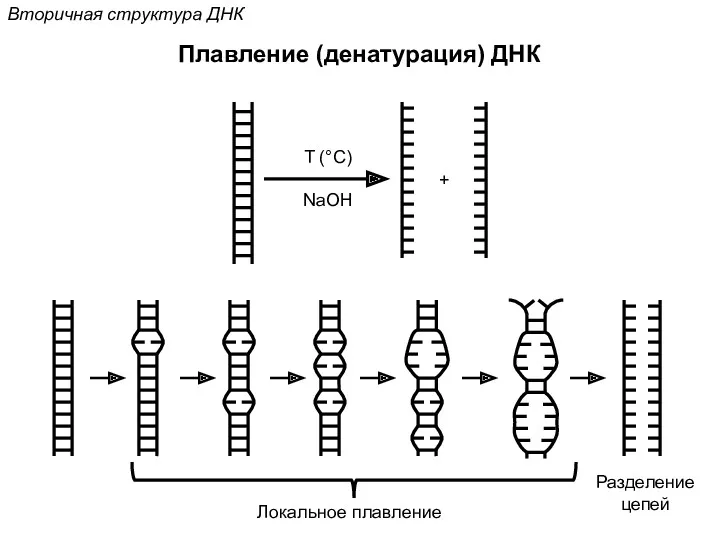 Плавление (денатурация) ДНК Вторичная структура ДНК T (°C) NaOH + Локальное плавление Разделение цепей