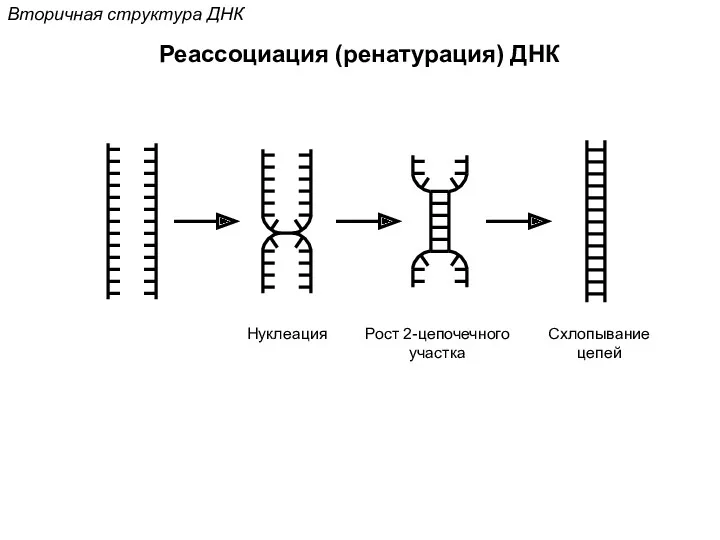 Реассоциация (ренатурация) ДНК Вторичная структура ДНК Нуклеация Рост 2-цепочечного участка Схлопывание цепей