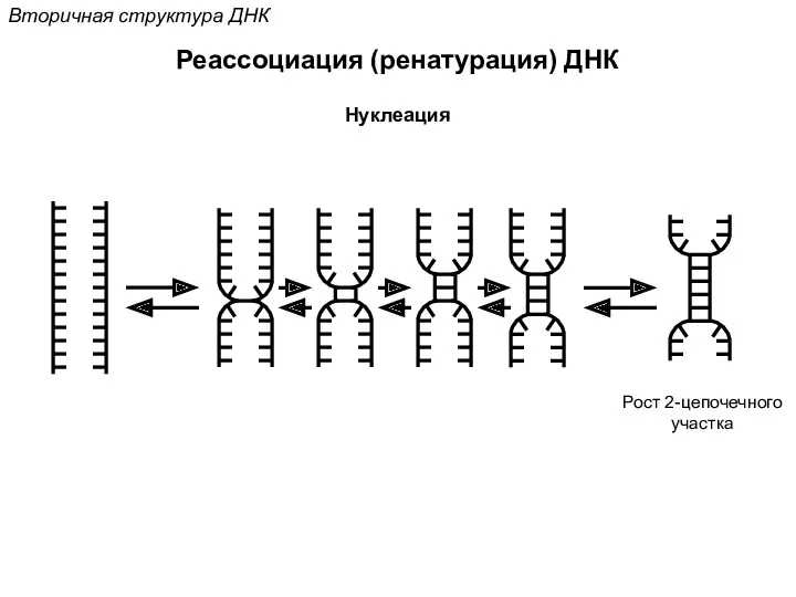 Реассоциация (ренатурация) ДНК Вторичная структура ДНК Нуклеация Рост 2-цепочечного участка