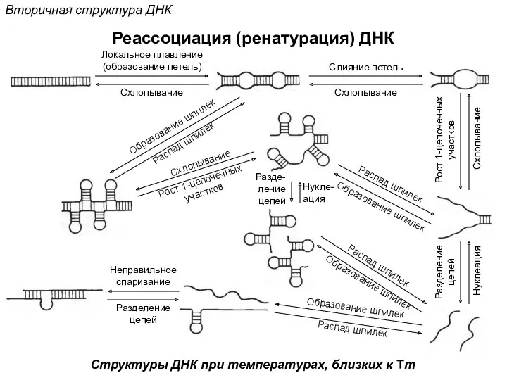 Реассоциация (ренатурация) ДНК Вторичная структура ДНК Локальное плавление (образование петель) Схлопывание Слияние петель