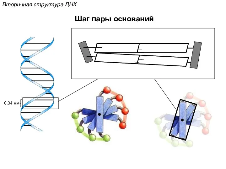 Шаг пары оснований Вторичная структура ДНК