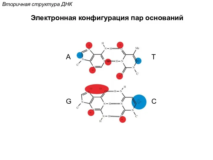 Вторичная структура ДНК Электронная конфигурация пар оснований А Т G C