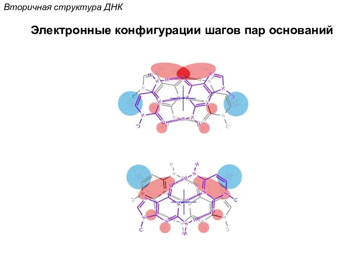 Вторичная структура ДНК Электронные конфигурации шагов пар оснований