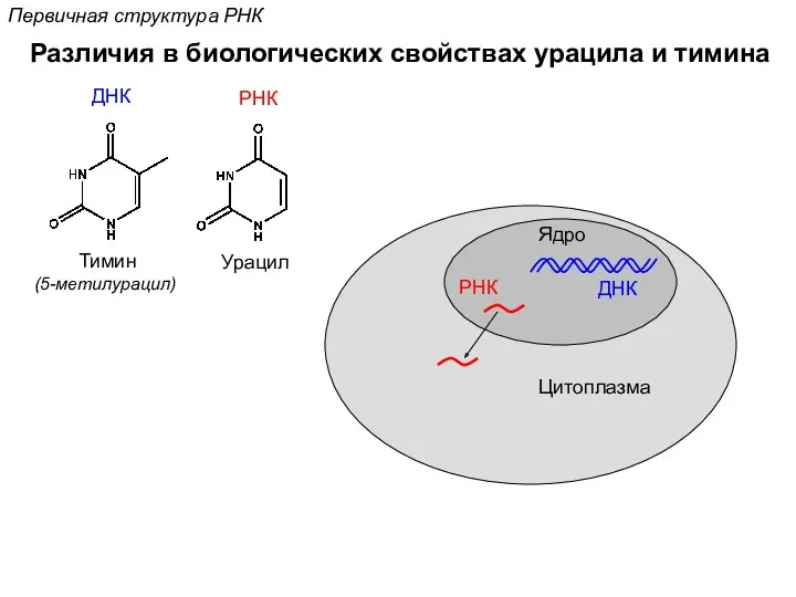Различия в биологических свойствах урацила и тимина Первичная структура РНК Ядро Цитоплазма Урацил