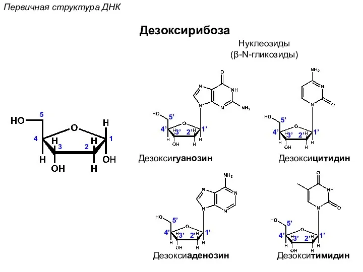 Дезоксирибоза 1 2 3 4 5 1’ 2’ 3’ 4’ 5’ 1’ 2’