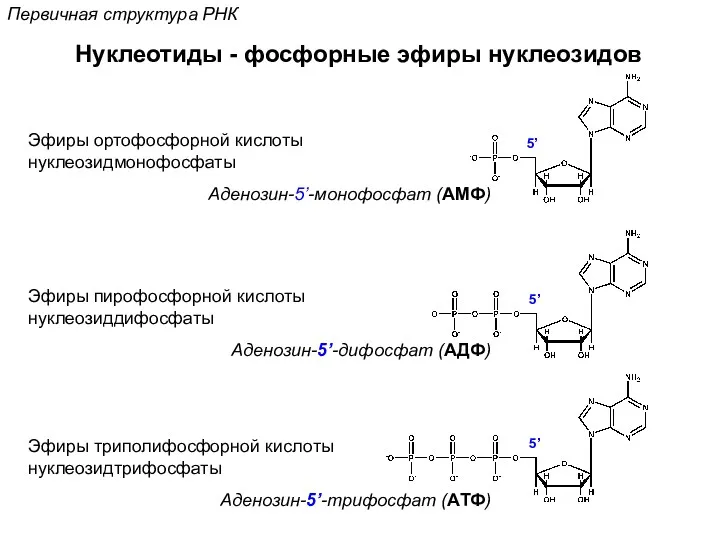 Нуклеотиды - фосфорные эфиры нуклеозидов Эфиры ортофосфорной кислоты нуклеозидмонофосфаты Аденозин-5’-монофосфат