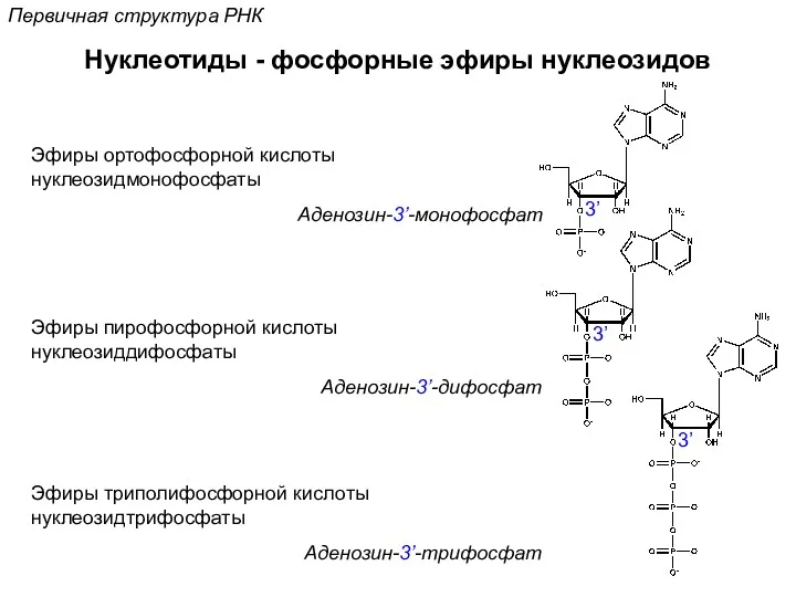 Первичная структура РНК Нуклеотиды - фосфорные эфиры нуклеозидов Эфиры ортофосфорной кислоты нуклеозидмонофосфаты Аденозин-3’-монофосфат