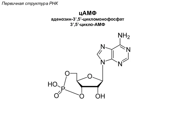 Первичная структура РНК цАМФ аденозин-3’,5’-цикломонофосфат 3’,5’-цикло-АМФ