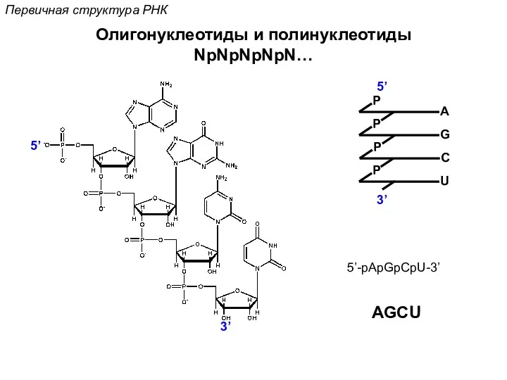 P C Первичная структура РНК Олигонуклеотиды и полинуклеотиды NpNpNpNpN… 5’ 3’ 5’-pApGpCpU-3’ AGCU