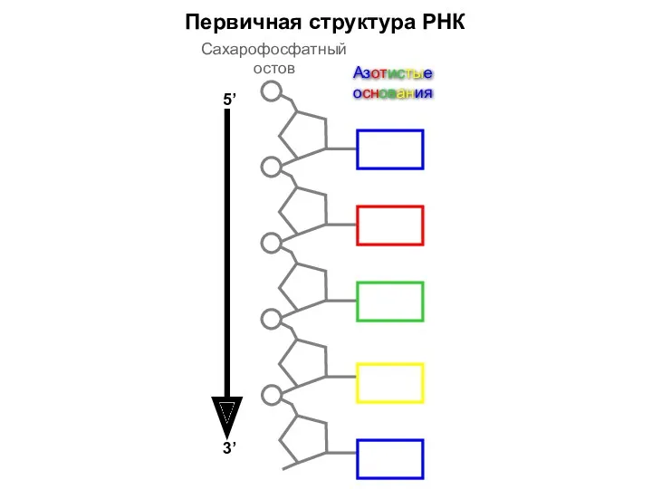 Первичная структура РНК Сахарофосфатный остов Азотистые основания 5’ 3’