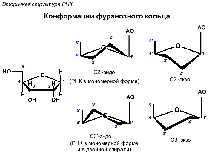 Вторичная структура РНК Конформации фуранозного кольца 1 2 3 4 5 1’ 2’