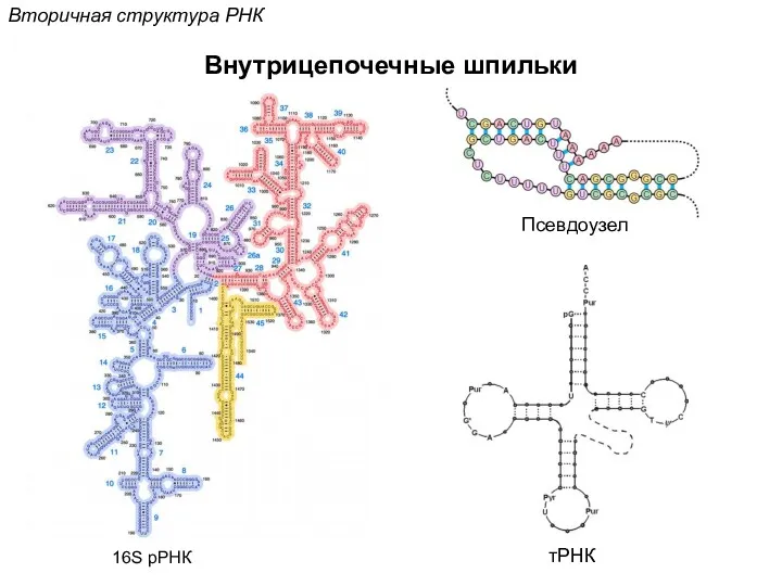 Вторичная структура РНК Внутрицепочечные шпильки 16S рРНК Псевдоузел тРНК