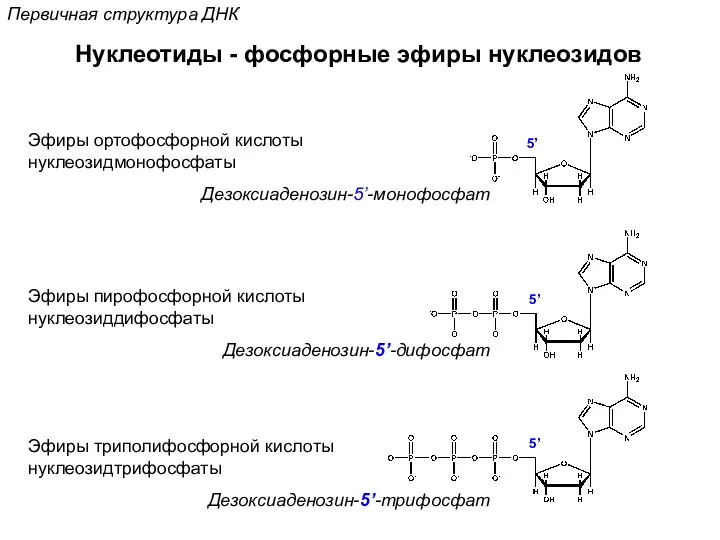 Нуклеотиды - фосфорные эфиры нуклеозидов Эфиры ортофосфорной кислоты нуклеозидмонофосфаты Дезоксиаденозин-5’-монофосфат Дезоксиаденозин-5’-дифосфат Эфиры пирофосфорной