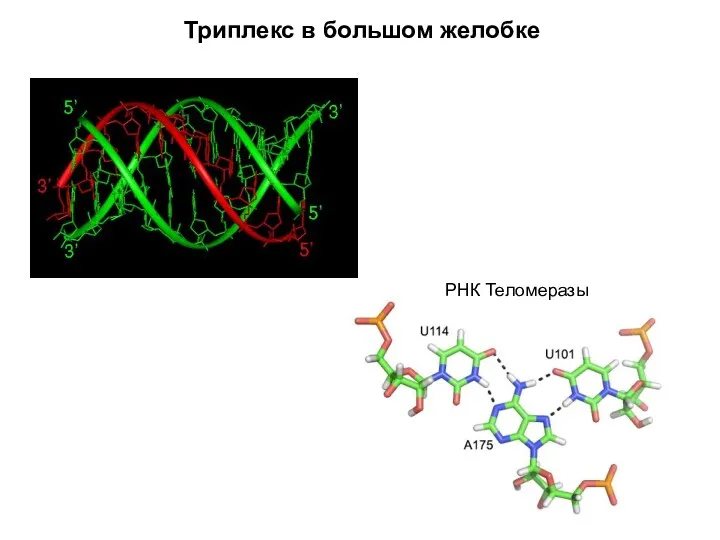 Триплекс в большом желобке РНК Теломеразы