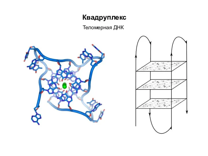 Квадруплекс Теломерная ДНК