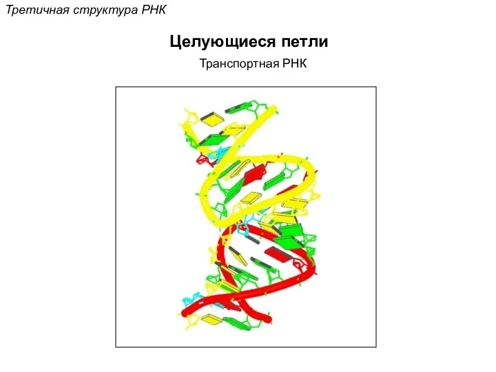 Третичная структура РНК Целующиеся петли Транспортная РНК