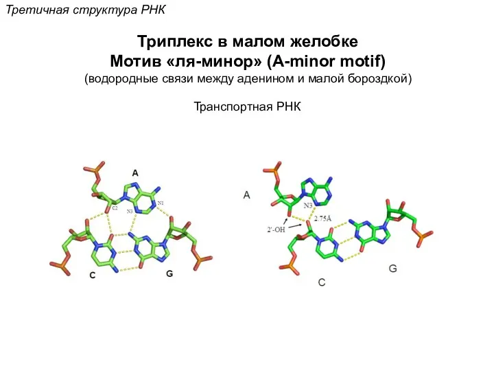 Третичная структура РНК Триплекс в малом желобке Мотив «ля-минор» (A-minor motif) (водородные связи