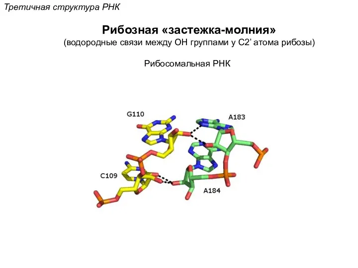 Третичная структура РНК Рибозная «застежка-молния» (водородные связи между OH группами у С2’ атома рибозы) Рибосомальная РНК
