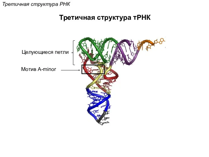 Третичная структура РНК Третичная структура тРНК Целующиеся петли Мотив A-minor