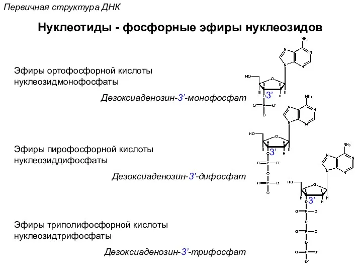 Первичная структура ДНК Нуклеотиды - фосфорные эфиры нуклеозидов Эфиры ортофосфорной кислоты нуклеозидмонофосфаты Дезоксиаденозин-3’-монофосфат