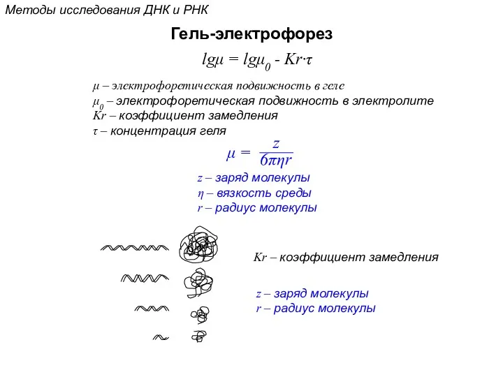 Методы исследования ДНК и РНК Гель-электрофорез lgμ = lgμ0 - Kr·τ μ –