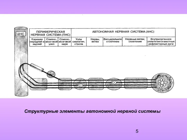 Структурные элементы автономной нервной системы