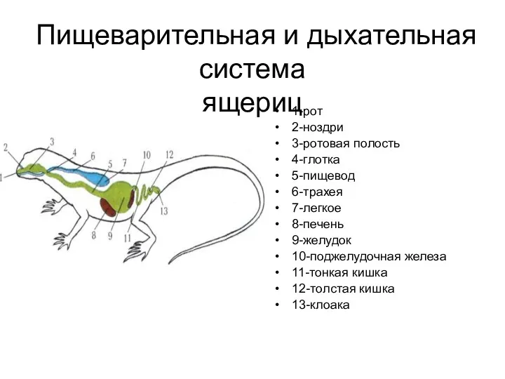 Пищеварительная и дыхательная система ящериц 1-рот 2-ноздри 3-ротовая полость 4-глотка 5-пищевод 6-трахея 7-легкое