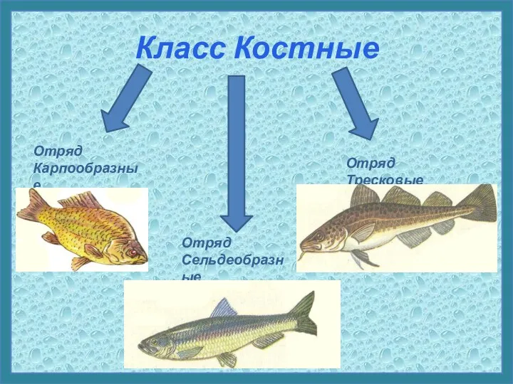 Класс Костные Отряд Тресковые Отряд Сельдеобразные Отряд Карпообразные