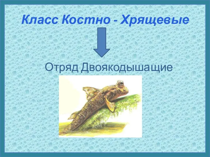 Класс Костно - Хрящевые Отряд Двоякодышащие