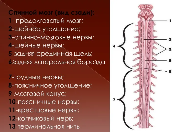 Спинной мозг (вид сзади): 1- продолговатый мозг; 2-шейное утолщение; 3-спинно-мозговые нервы; 4-шейные нервы;