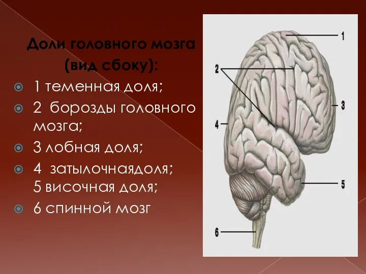 Доли головного мозга (вид сбоку): 1 теменная доля; 2 борозды головного мозга; 3