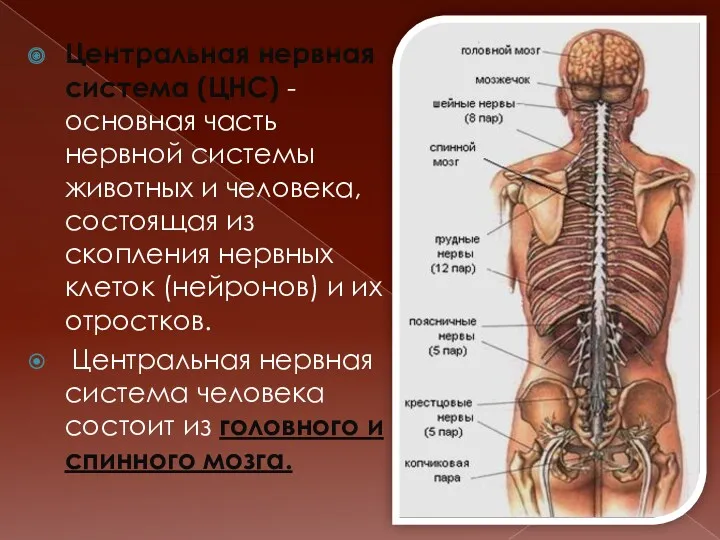 Центральная нервная система (ЦНС) - основная часть нервной системы животных и человека, состоящая