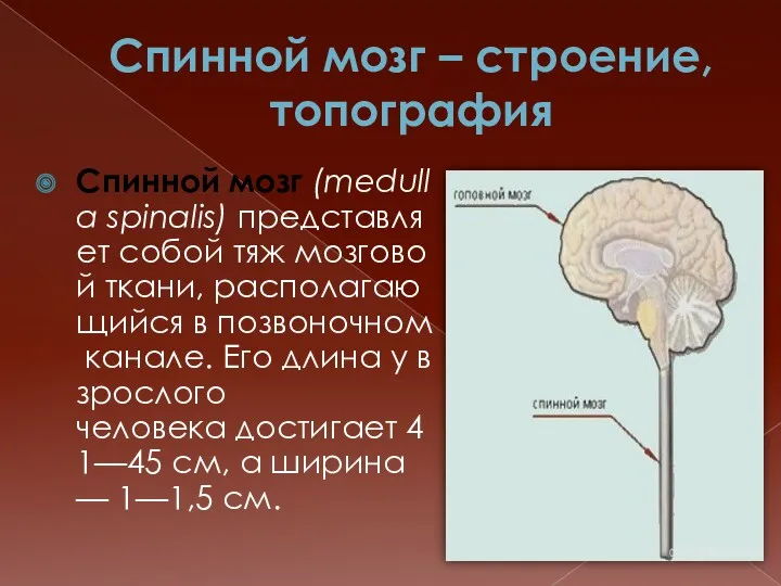 Спинной мозг – строение, топография Спинной мозг (medulla spinalis) представляет собой тяж мозговой