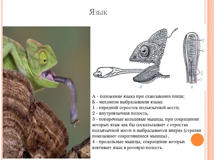 Язык А - положение языка при схватывании пищи; Б -