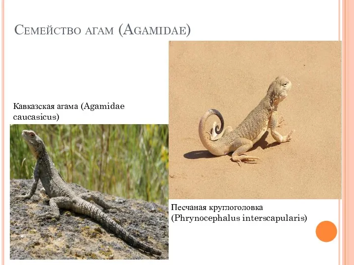 Семейство агам (Agamidae) Кавказская агама (Agamidae caucasicus) Песчаная круглоголовка (Phrynocephalus interscapularis)